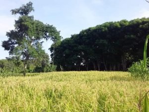 Warga Lolok Matim Gugat Gubernur NTT dan Bupati Manggarai Timur ke PTUN