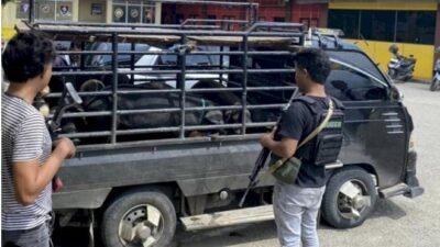 Tim Polres Sumba Barat amankan belasan ekor babi