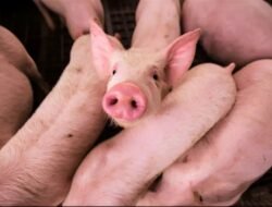 Tingginya Angka Kematian Babi di Pasurun, Terancam Serangan African Swine Fever